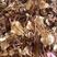 茶树菇干货茶树菇炖汤煲汤跑江湖地摊货源可实地看货