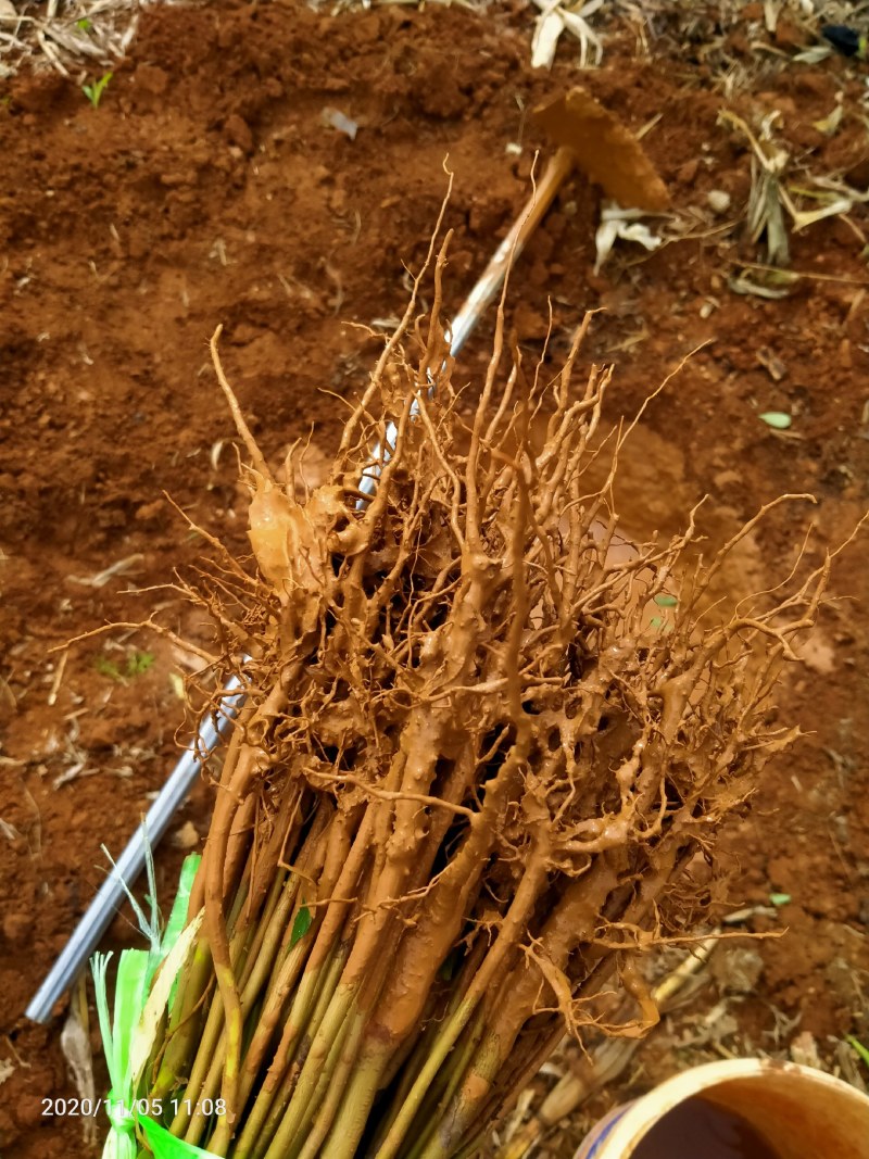 红四季香椿裸苗基地直供价格美丽