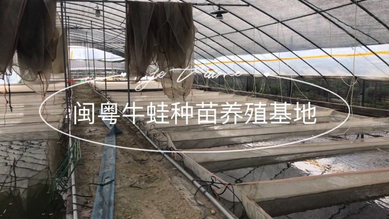 牛蛙苗牛蛙蝌蚪苗幼苗产地直销质量保证诚信经营