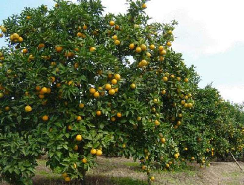 091无核沃柑苗，新品种，甜度高，汁水足，基地直供