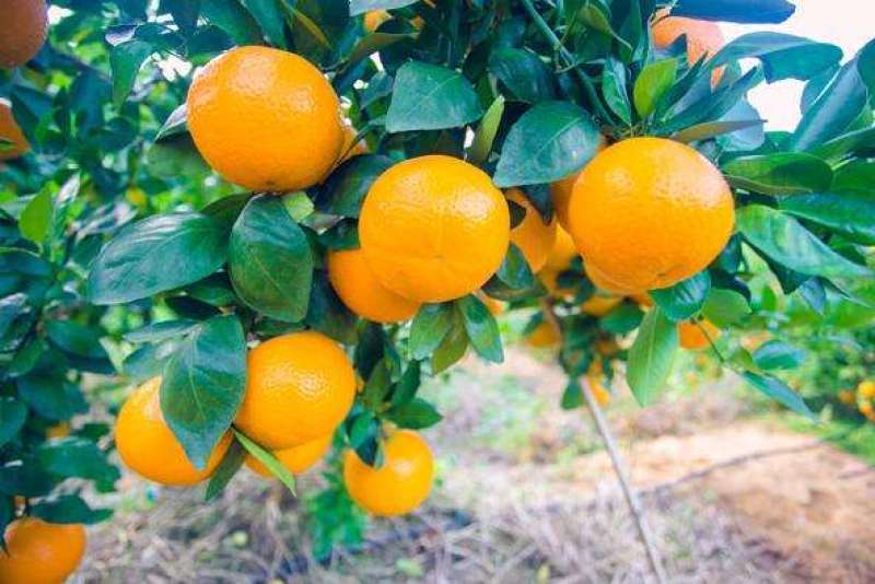 091无核沃柑苗，新品种，甜度高，汁水足，基地直供