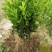 091无核沃柑苗，新品种，甜度高，汁水足，基地直供