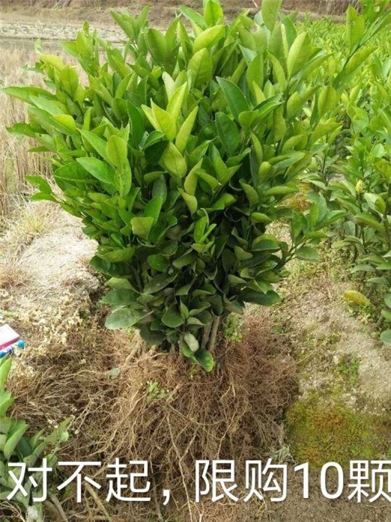 091无核沃柑苗，新品种，甜度高，汁水足，基地直供