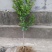 091无核沃柑苗，新品种，甜度高，汁水足，基地直供