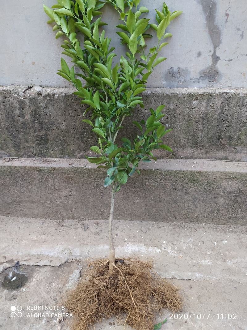 091无核沃柑苗，新品种，甜度高，汁水足，基地直供