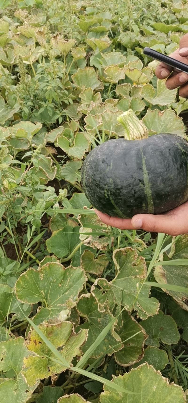 产地直销宝宝辅食孕妇老人皆宜沙漠贝贝南瓜