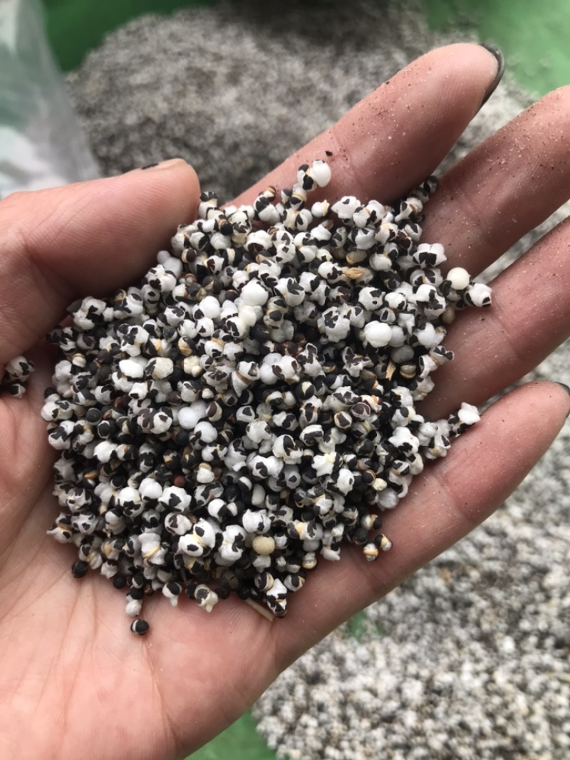 王不留王不留行炒王不留保庆药业批发实拍