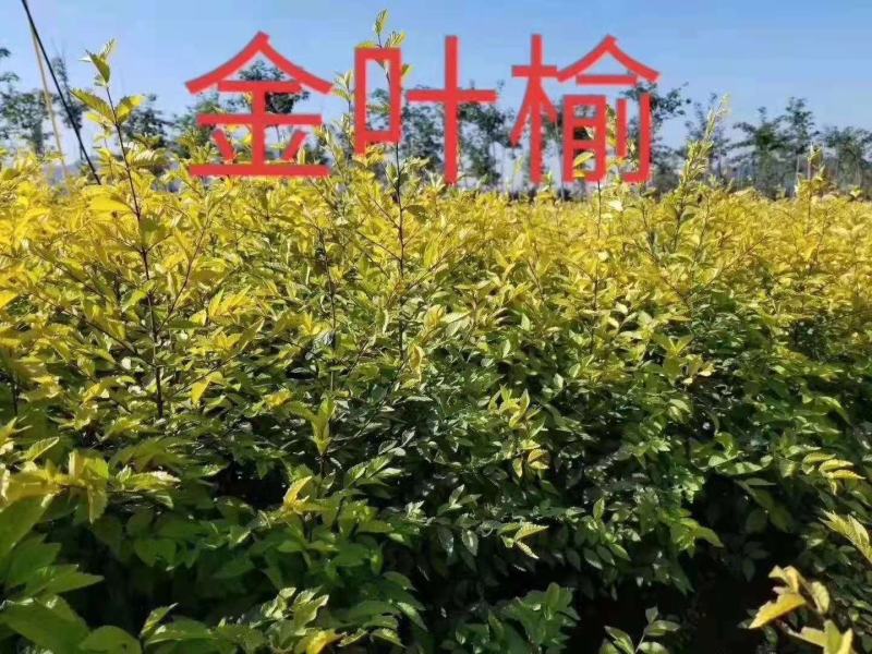 各种金叶榆。播种。嫁接。地球。干球。造型树。公分的。