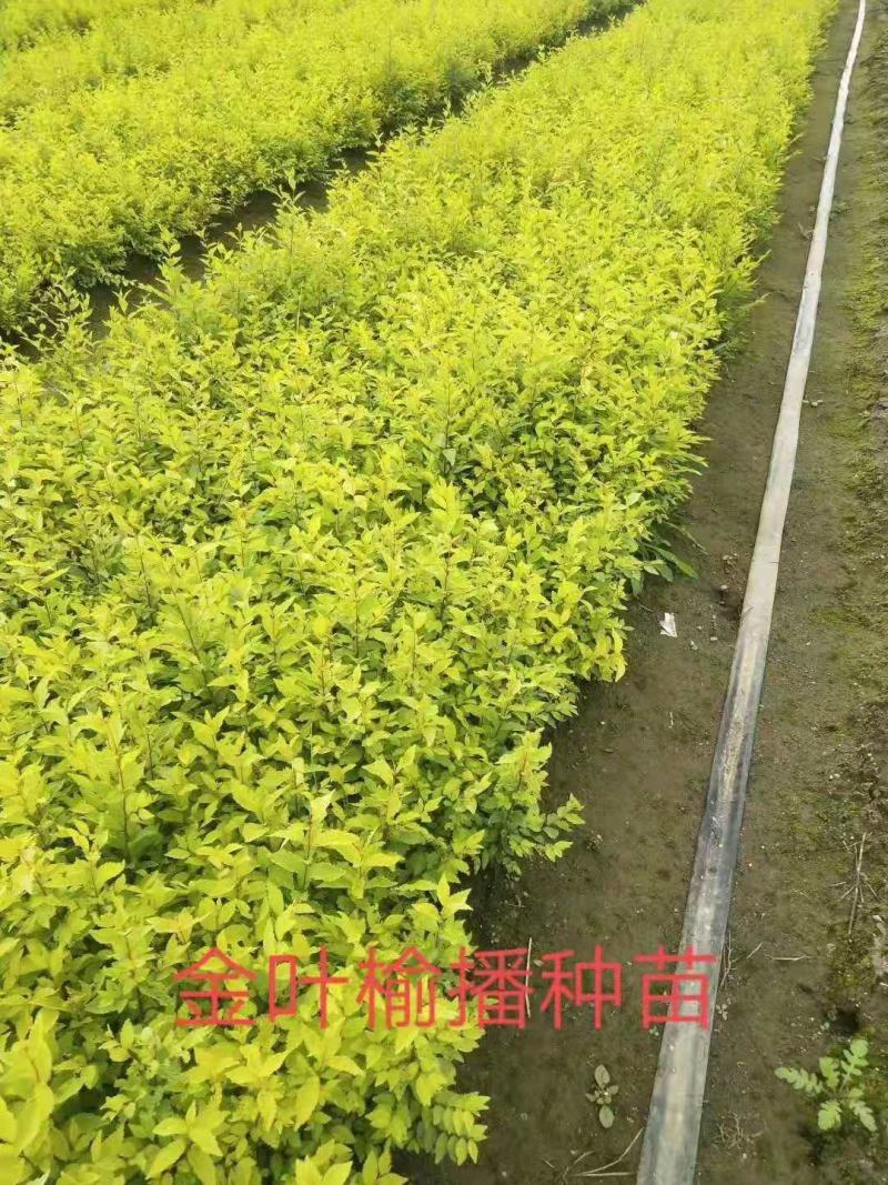 各种金叶榆。播种。嫁接。地球。干球。造型树。公分的。