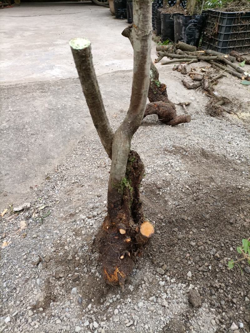 火棘盆景绿植火棘下山桩救军粮火棘精品盆景栽培