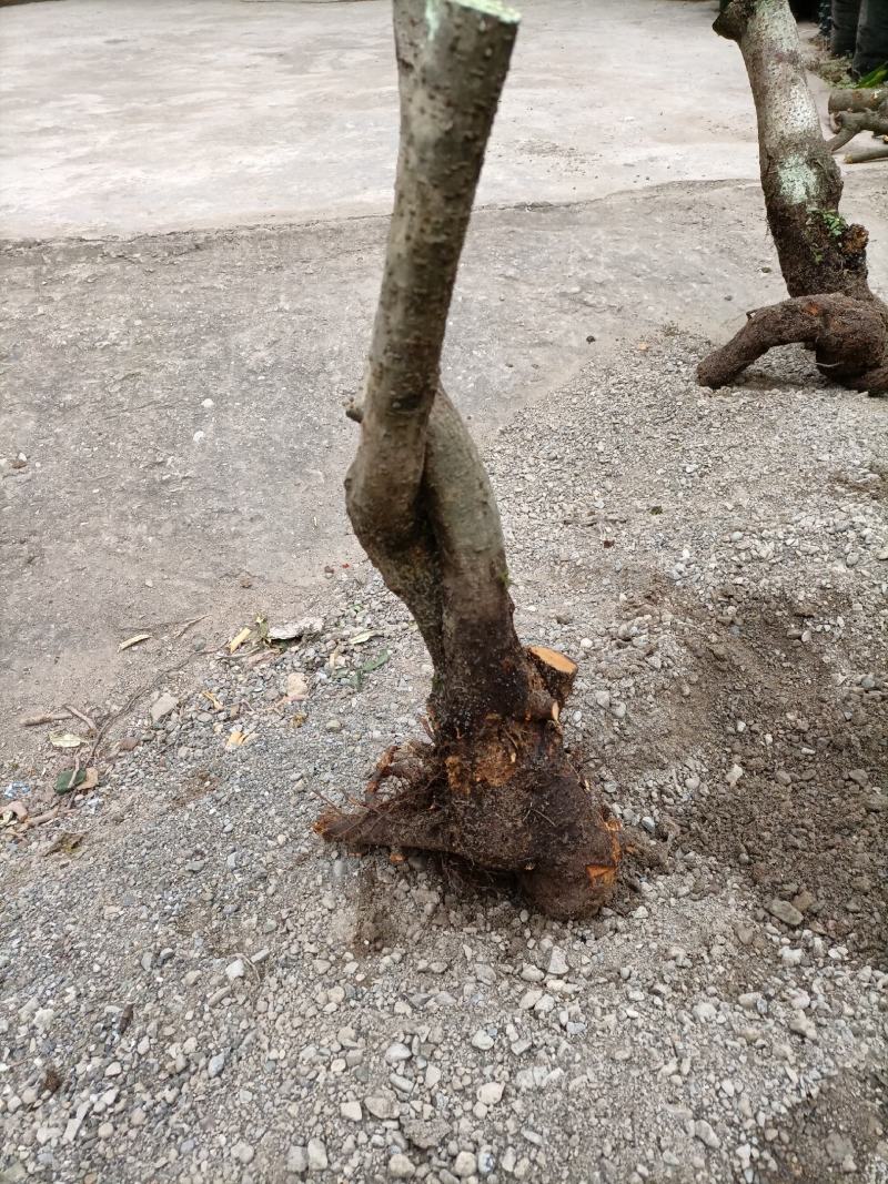 火棘盆景绿植火棘下山桩救军粮火棘精品盆景栽培