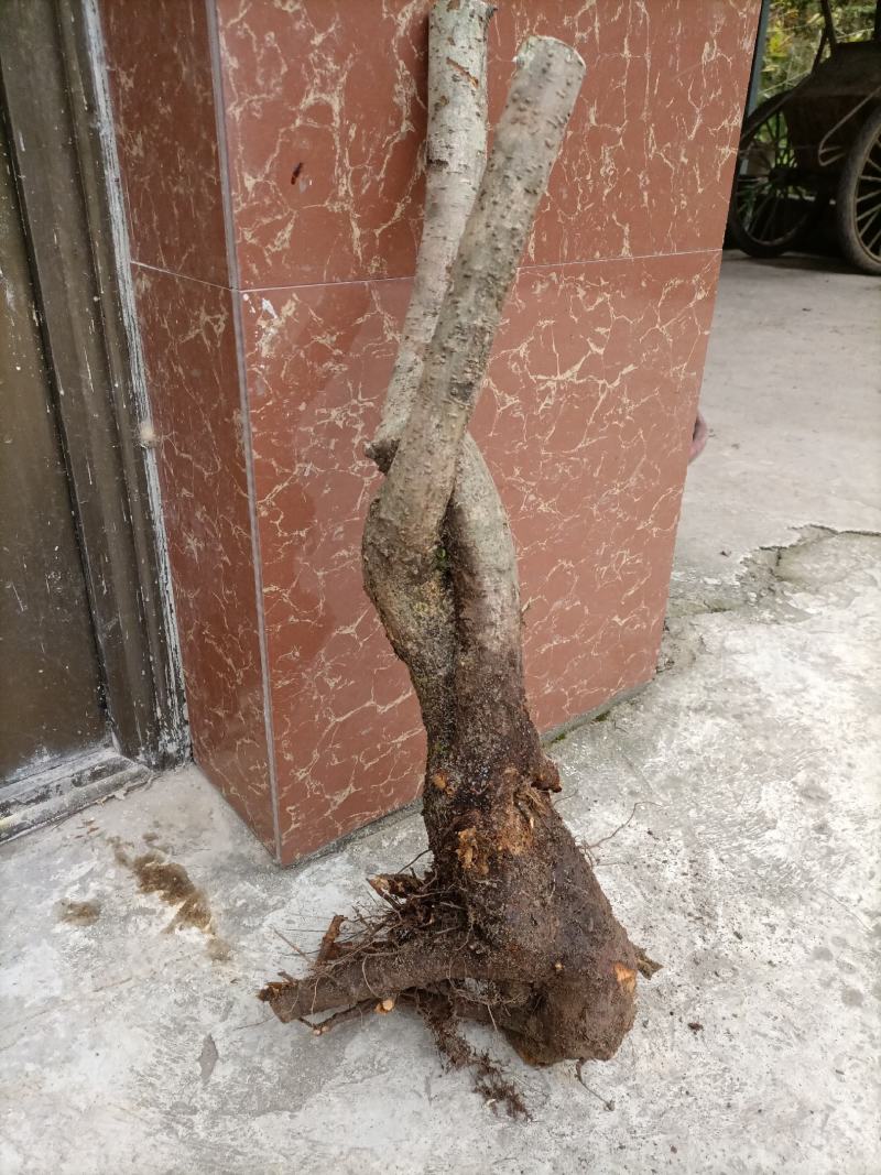 火棘盆景绿植火棘下山桩救军粮火棘精品盆景栽培