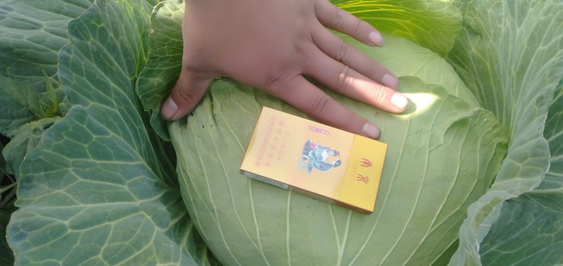 扁包菜，京丰一号大量上市中
