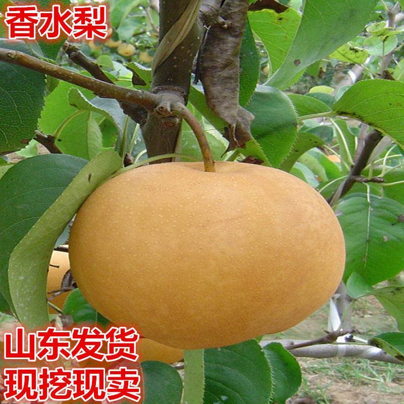 香水梨树苗老香水老梨软儿梨香梨树苗当年结果南北种植