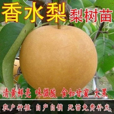 香水梨树苗老香水老梨软儿梨香梨树苗当年结果南北种植