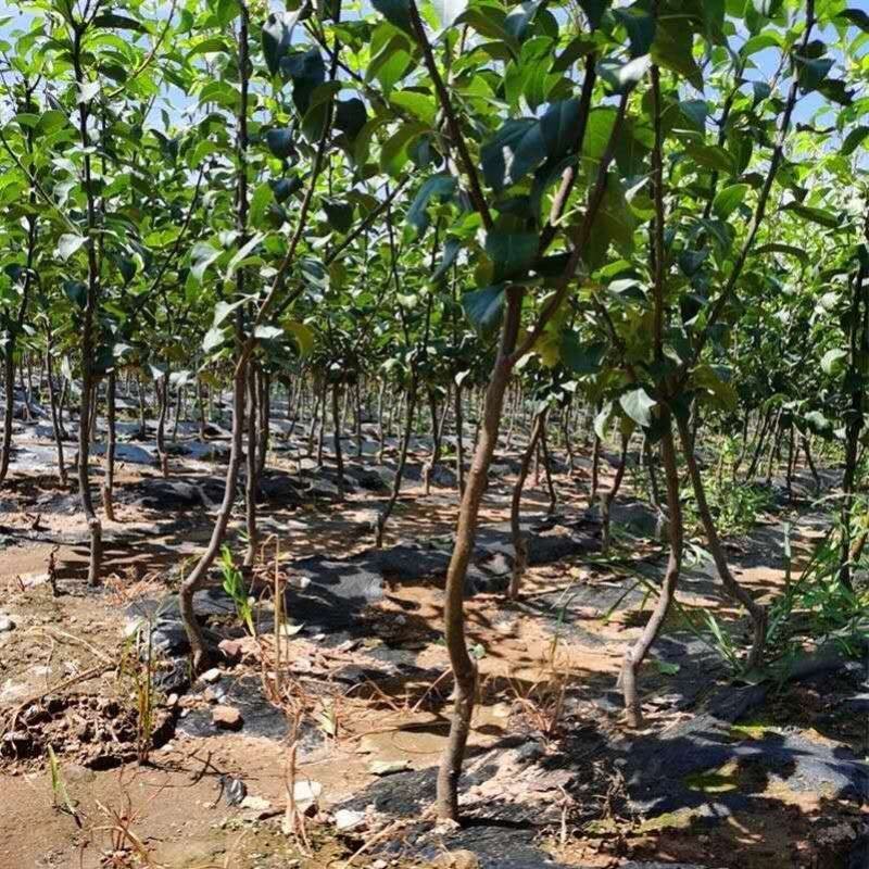 香水梨树苗老香水老梨软儿梨香梨树苗当年结果南北种植