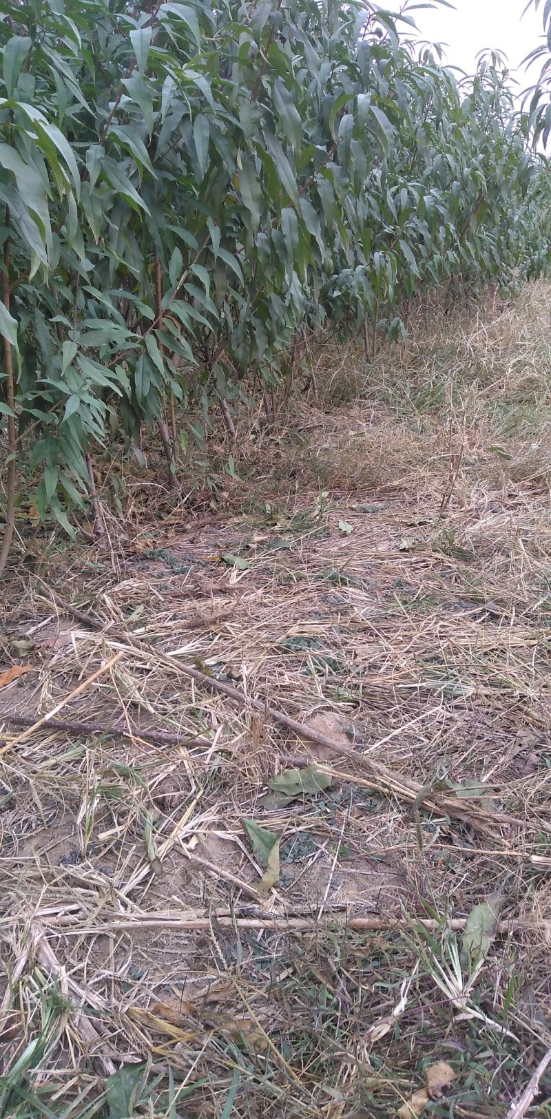 山东冠县中油四号桃树苗1--15公分大量现货，占地桃树，