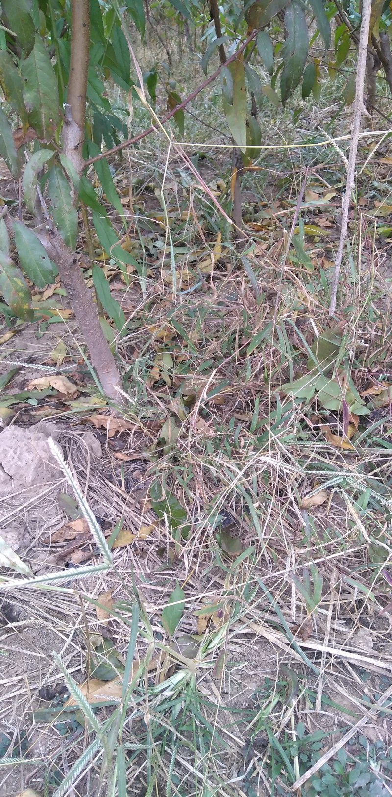 山东冠县中油四号桃树苗1--15公分大量现货，占地桃树，