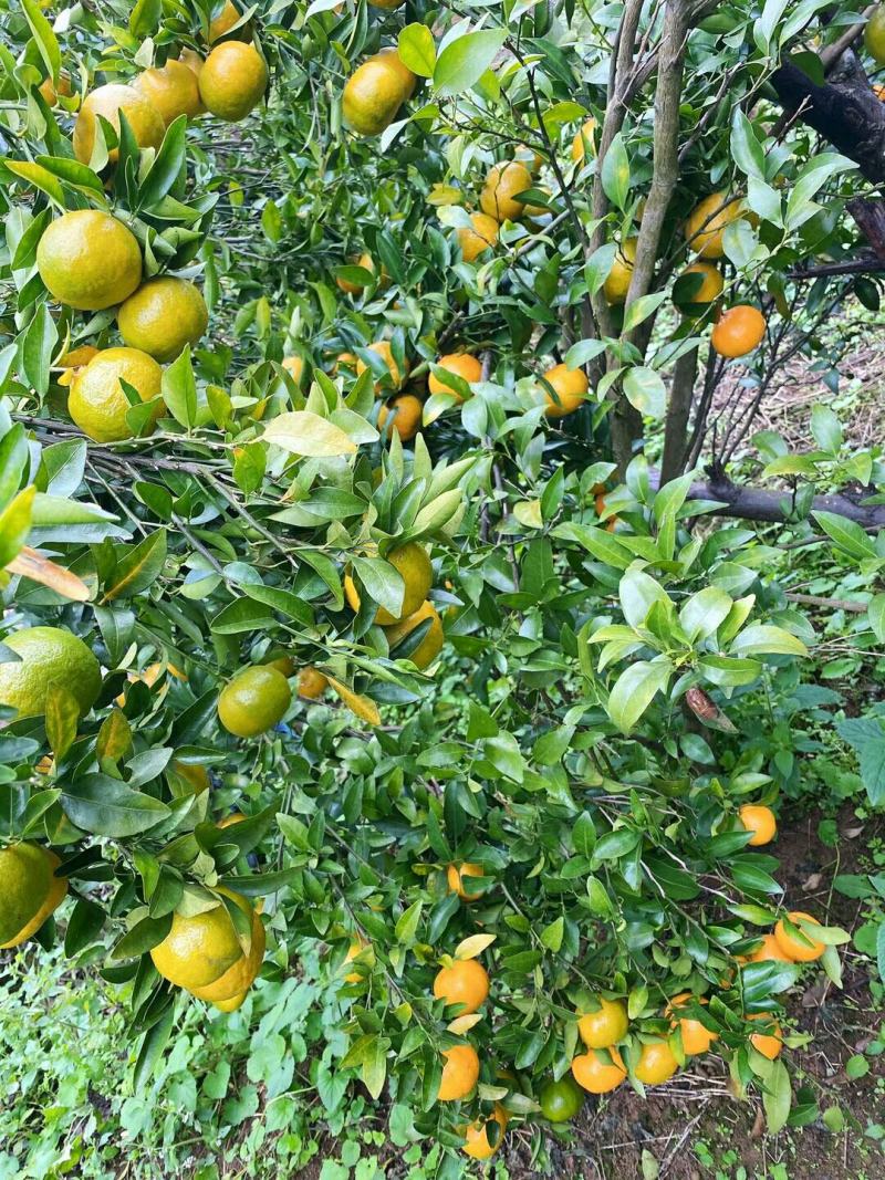 基地种植精品橘子大量上市