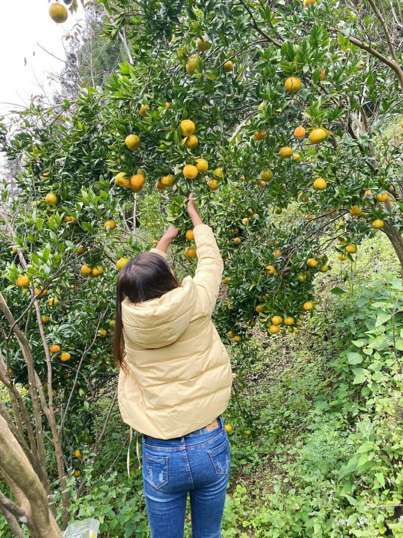 基地种植精品橘子大量上市