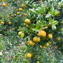 基地种植精品橘子大量上市