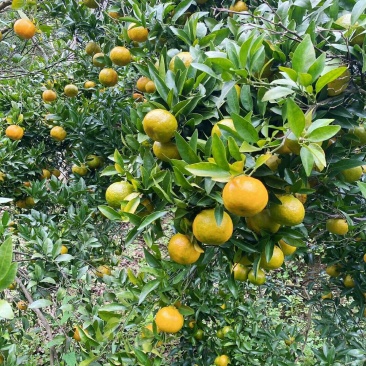 基地种植精品橘子大量上市