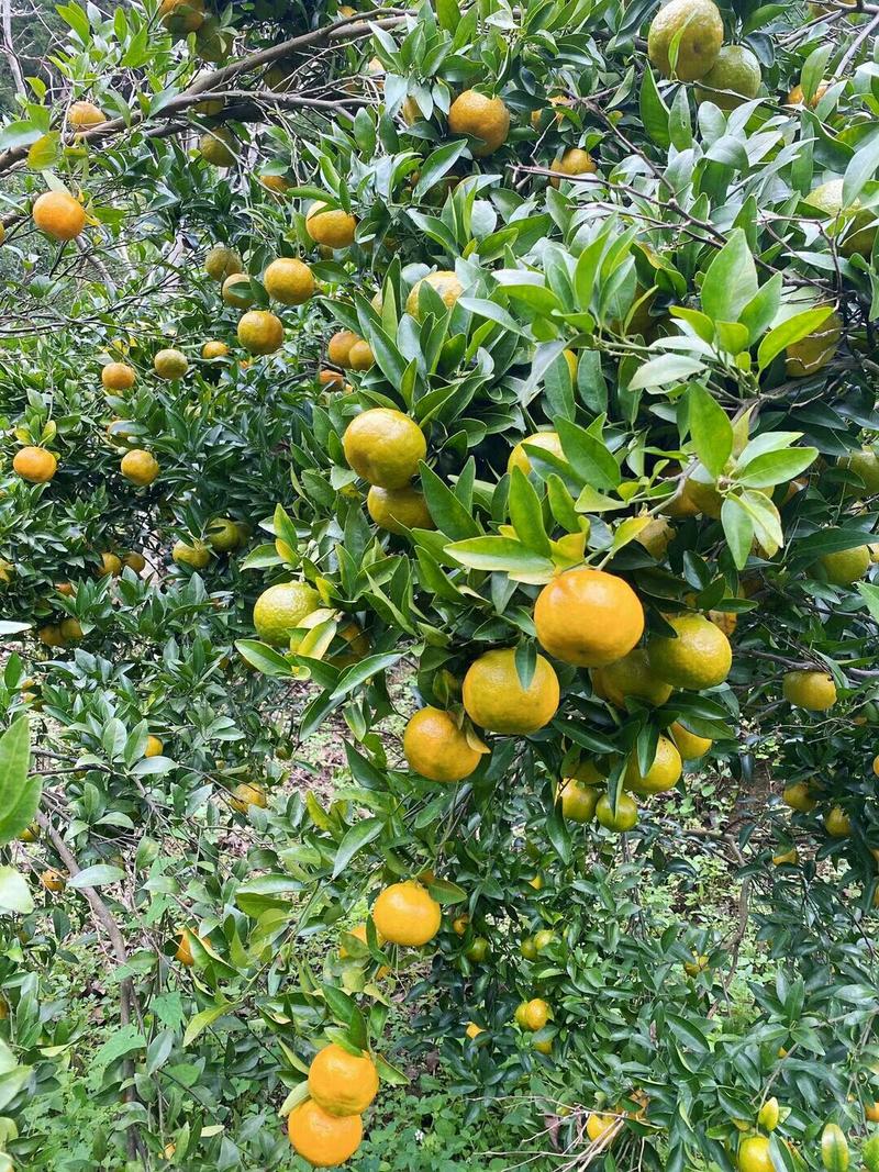 基地种植精品橘子大量上市