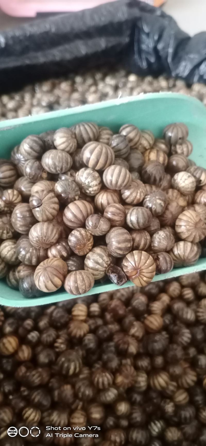 鼠妇虫滚山虫滚山珠地罗汉纯圆虫可以带打粉