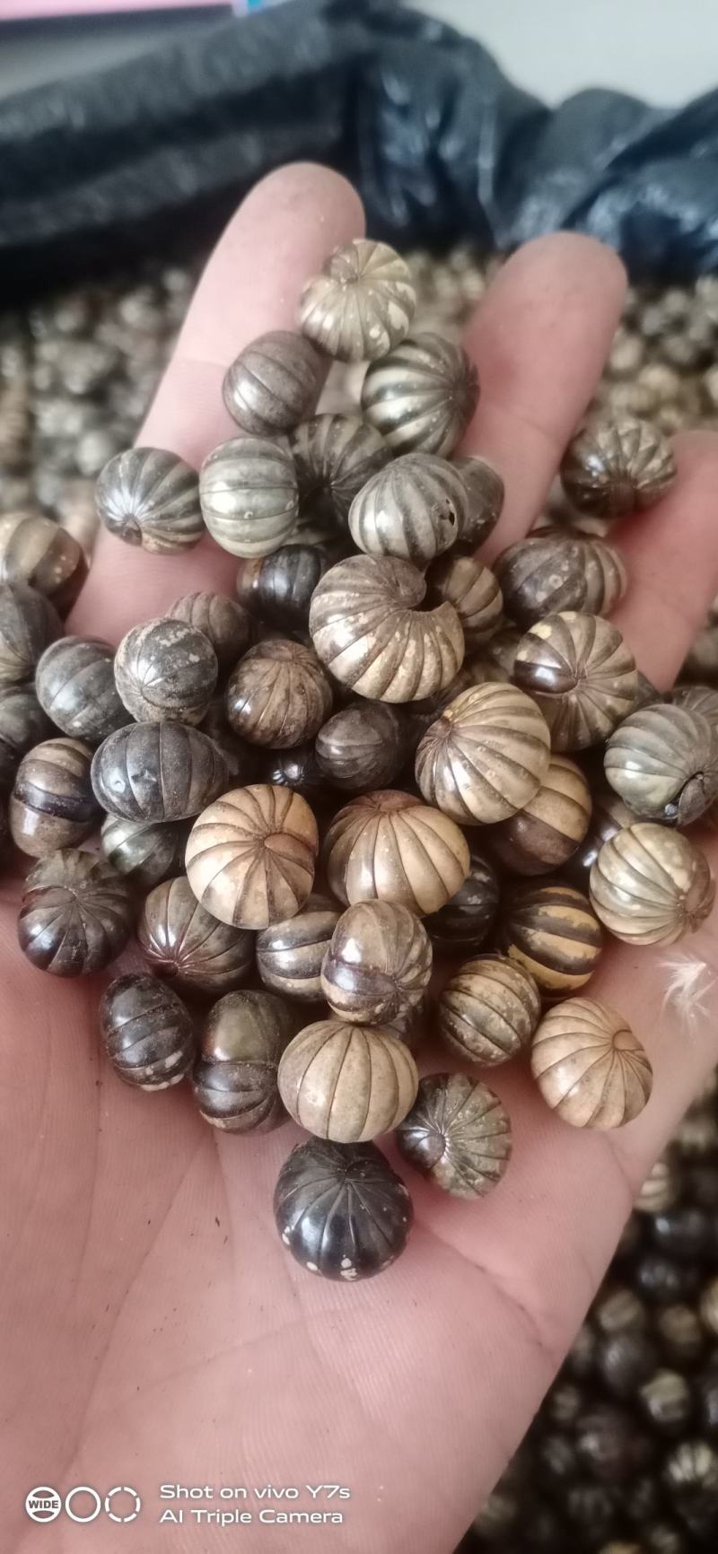 鼠妇虫滚山虫滚山珠地罗汉纯圆虫可以带打粉