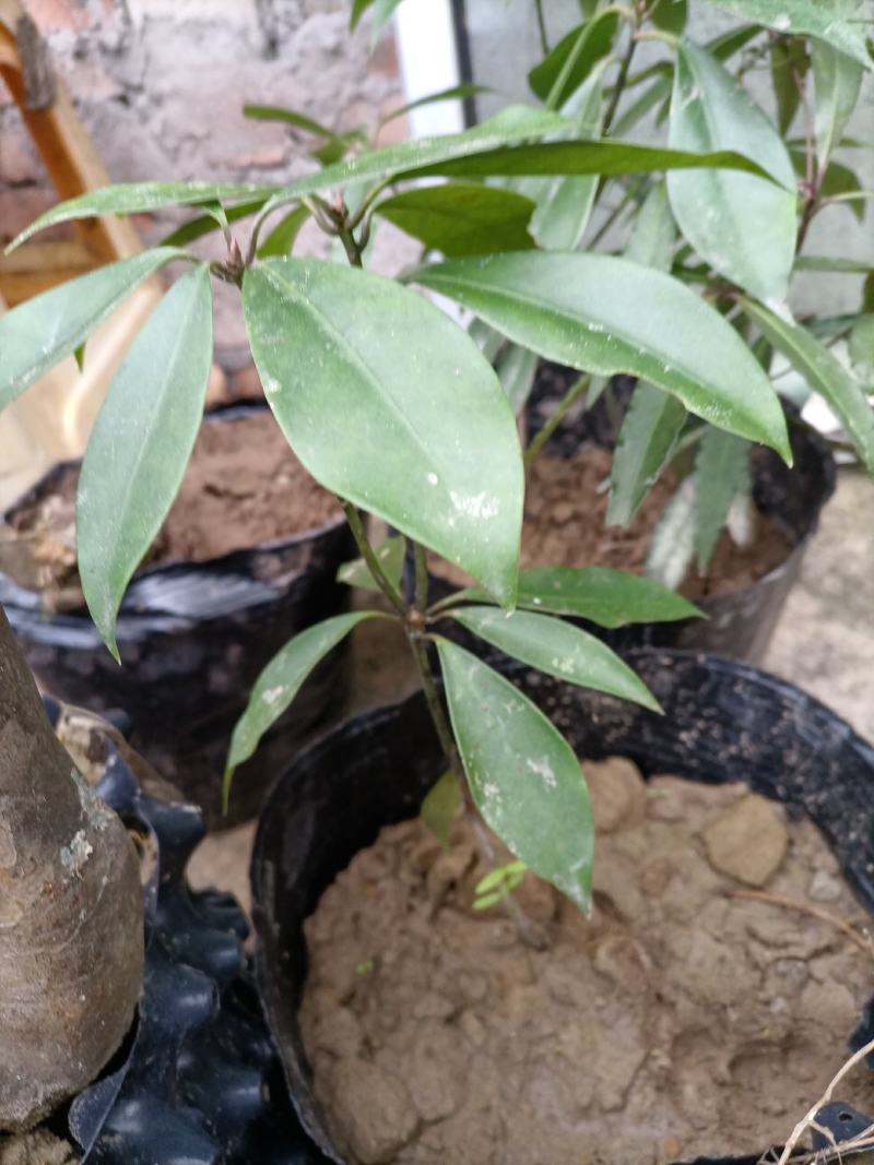 绿植盆景，八角树苗
