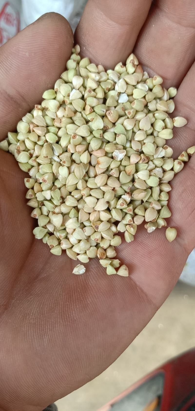 新荞麦米，过风过筛，可视频看货，欢迎来电咨询