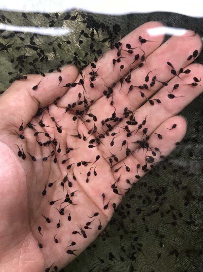 牛蛙苗，牛蛙养殖，蝌蚪苗，青蛙苗，包技术指导，价格实惠