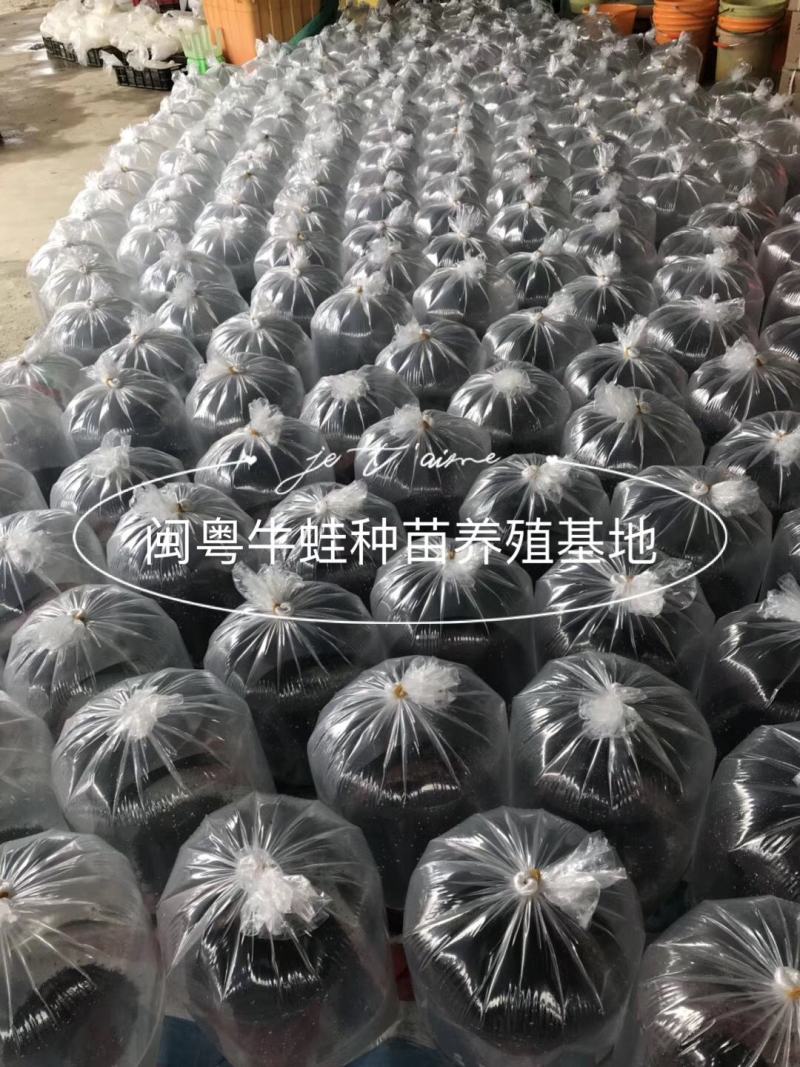 牛蛙蝌蚪苗牛蛙幼苗小圆头场地直销水产养殖