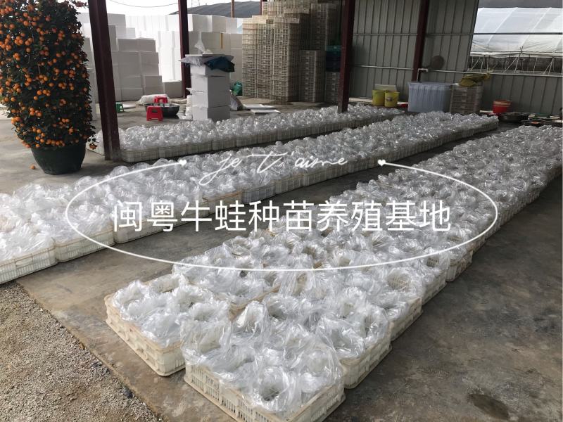 牛蛙蝌蚪苗牛蛙幼苗小圆头场地直销水产养殖