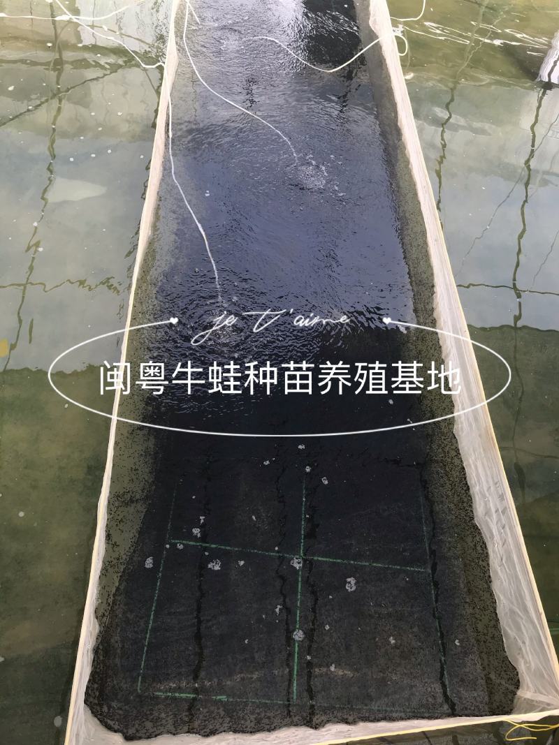 牛蛙蝌蚪苗牛蛙幼苗小圆头场地直销水产养殖