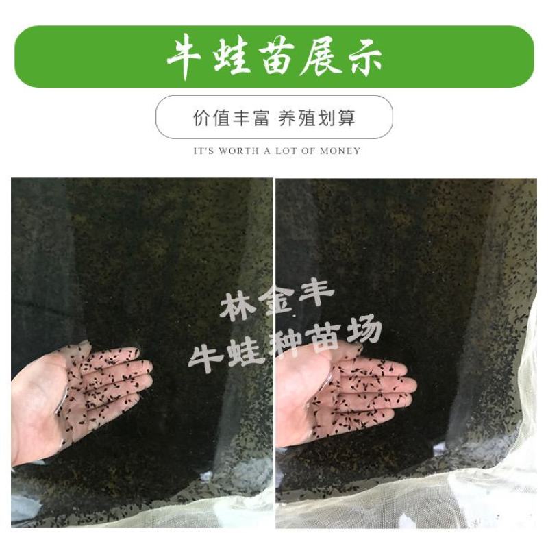 牛蛙蝌蚪苗牛蛙幼苗小圆头场地直销水产养殖