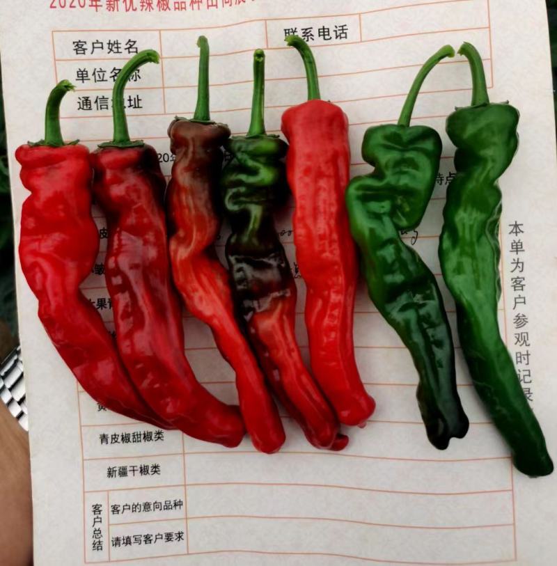 萧新皱皱辣种子特辣皮薄质脆早熟果色深绿色皱皮椒种子
