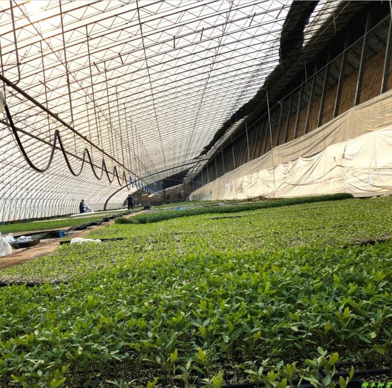 丑八怪番茄苗口感西红柿口感型特色番茄苗特色大番茄苗