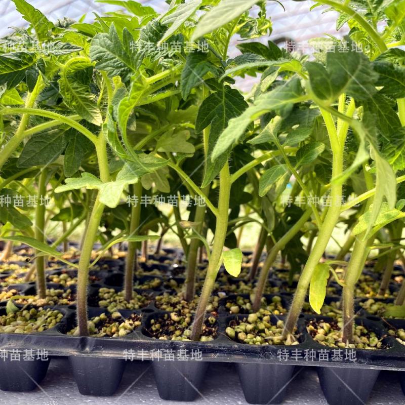 丑八怪番茄苗口感西红柿口感型特色番茄苗特色大番茄苗