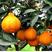 嫁接不知火柑橘苗，南北方种植庭院种植，当年结果地栽盆栽