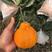 嫁接不知火柑橘苗，南北方种植庭院种植，当年结果地栽盆栽