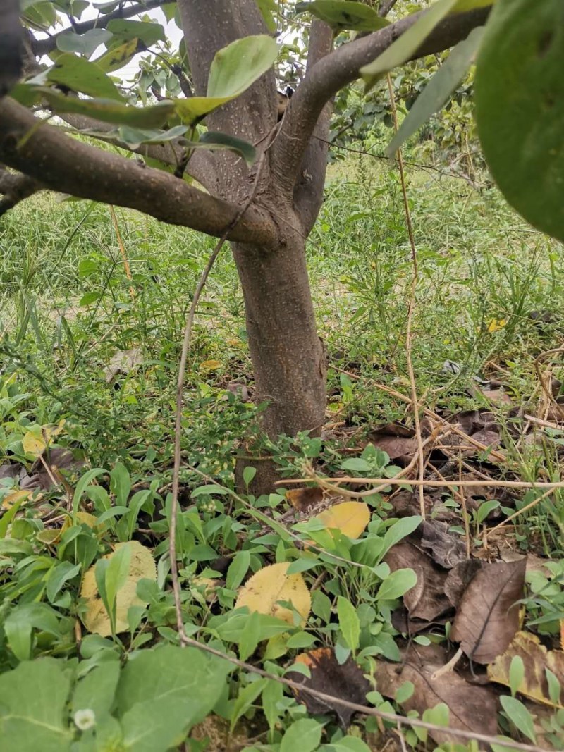 占地梨树，苹果树馆陶县众康果品站大量供应