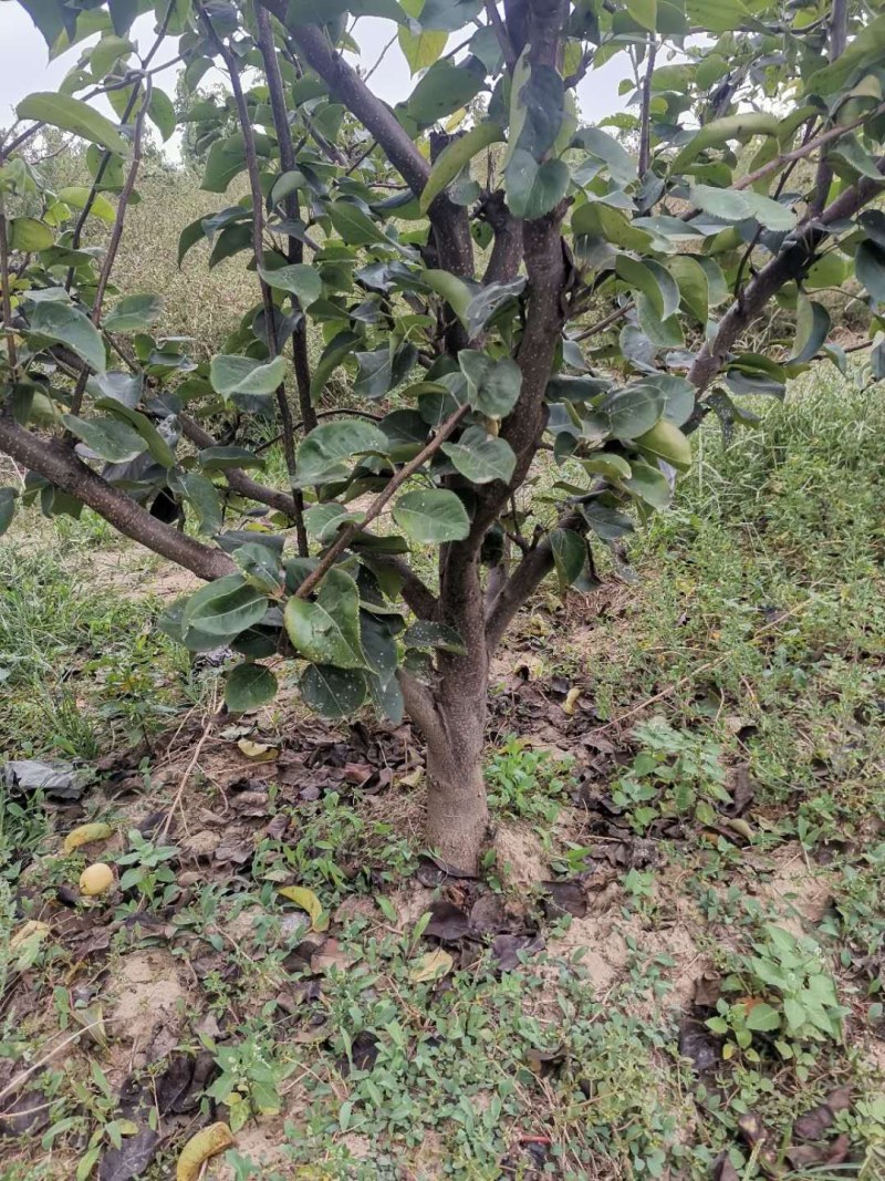 占地梨树，苹果树馆陶县众康果品站大量供应
