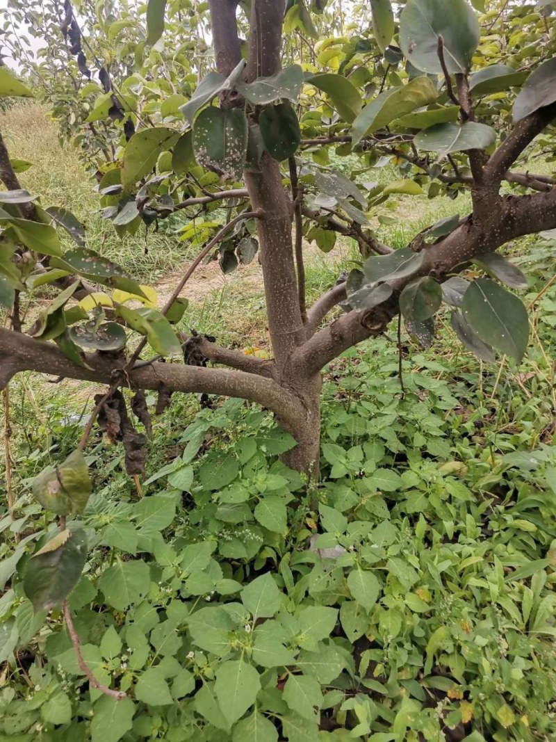 占地梨树，苹果树馆陶县众康果品站大量供应