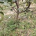 占地梨树，苹果树馆陶县众康果品站大量供应