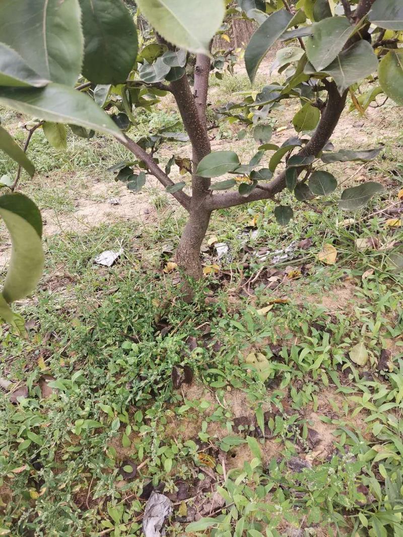 占地梨树，苹果树馆陶县众康果品站大量供应