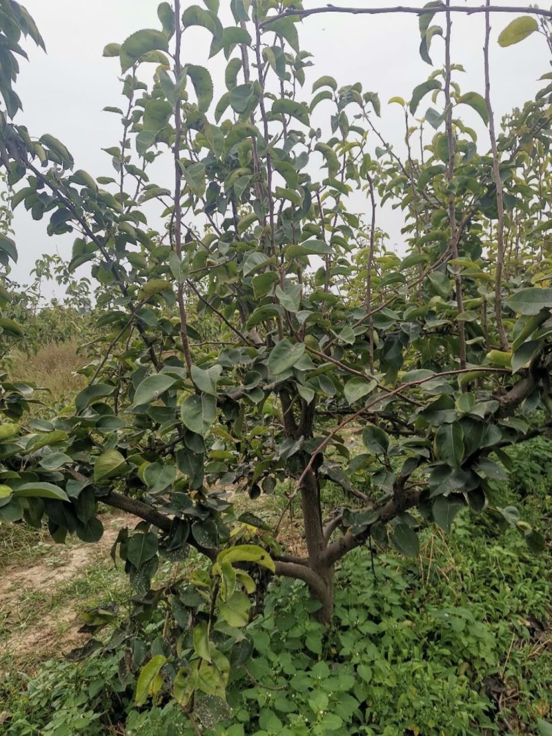 占地梨树，苹果树馆陶县众康果品站大量供应