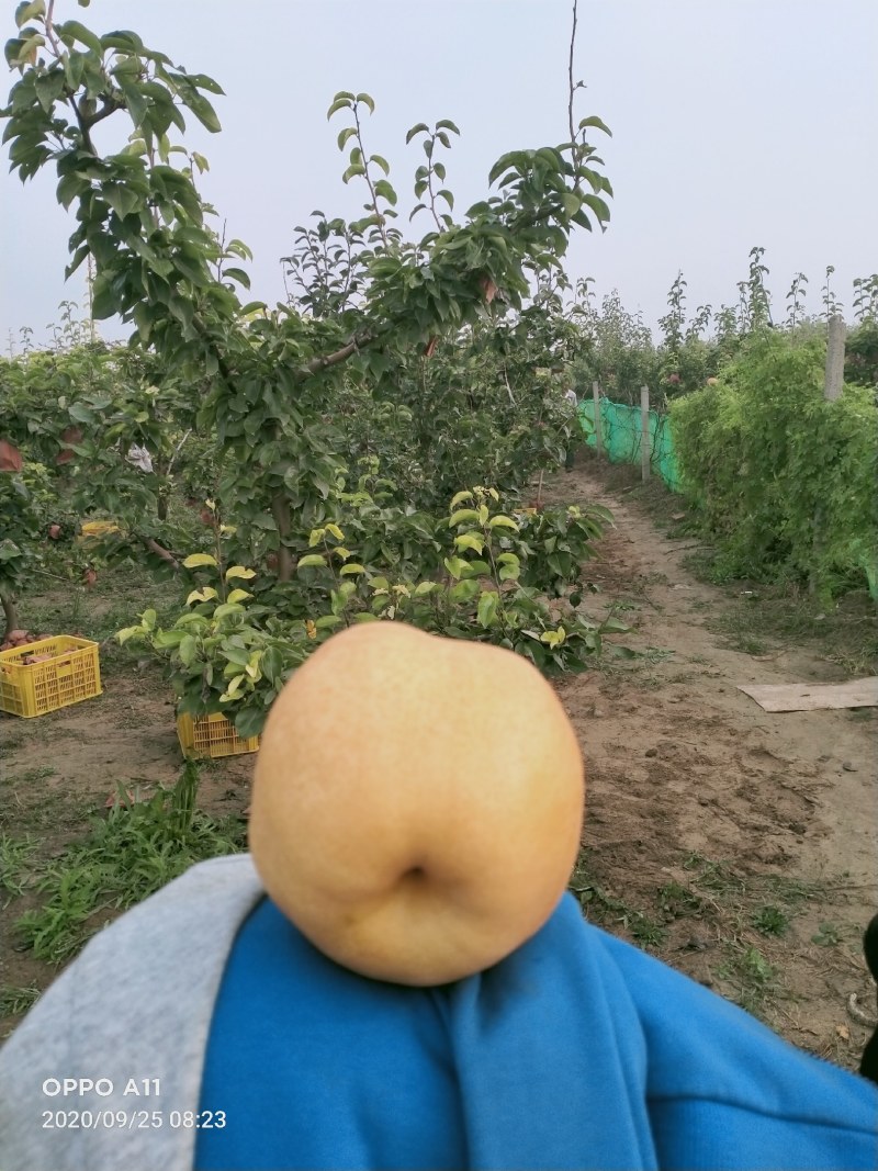 占地梨树，苹果树馆陶县众康果品站大量供应
