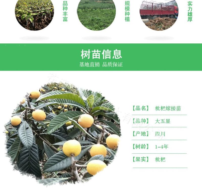 四川白沙枇杷树苗枇杷嫁接苗包成活白枇杷嫁接苗