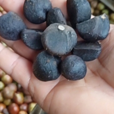 2020年，白花油茶种子